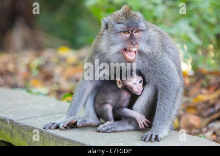 A protective mother protects her baby in Monkey Forest, Ubud, Bali, Indonesia. Stock Photo