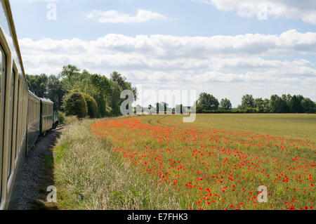 Poppies growing alongside the track of the Chemin de Fer de la Baie de Somme, France, Europe. Stock Photo