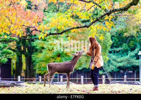 NARA, JAPAN - Nov 21: Visitors feed wild deer on April 21, 2013 in Nara, Japan. Nara is a major tourism destination in Japan - f Stock Photo