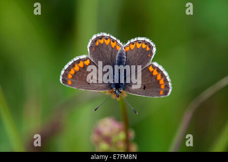 Brown Argus (Aricia agestis) Stock Photo