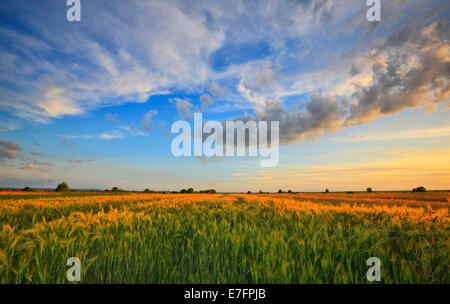 Wheat field at sunset Stock Photo