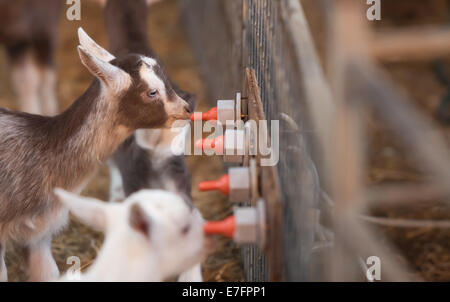 Baby goats feeding on farm Stock Photo