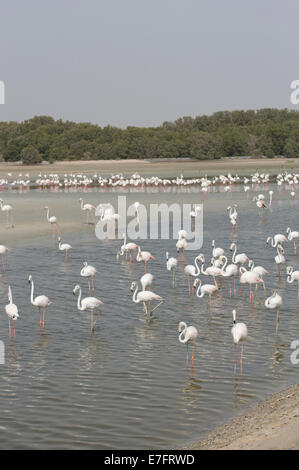 Flamingos in the Ras Al Khor Wildlife Sanctuary in Dubai Stock Photo