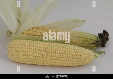 Two maize cobs without and in green leaves Stock Photo