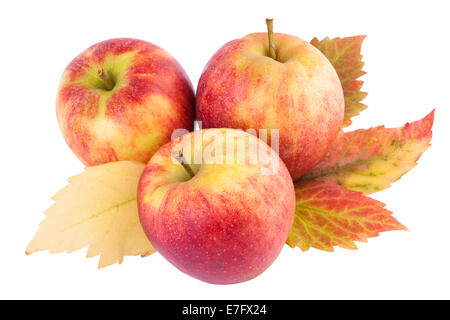 Apples with Autumn leaves Stock Photo