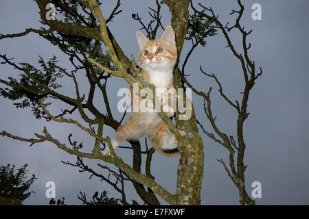 Pet kitten climbs a staghorn sumac tree. Stock Photo