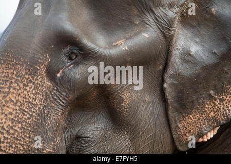 Asian elephant in its habitat in Thailand Stock Photo