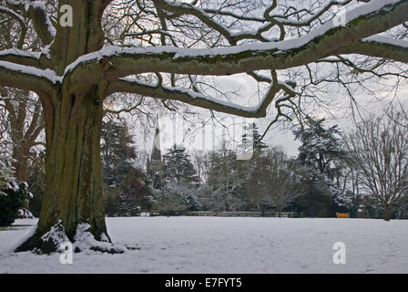 Winter snowfall in th park covers tree branches, with Holy Trinity church spire, Stratford upon Avon in the background. Stock Photo