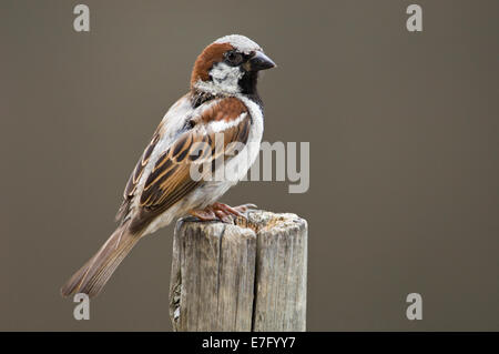 Male House Sparrow Perched on Post Stock Photo