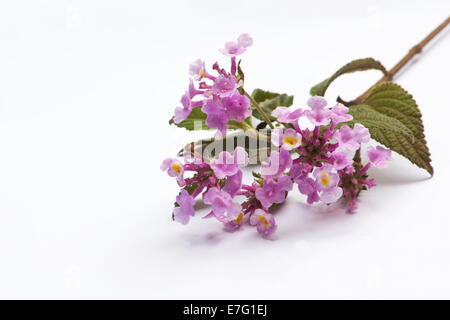 Lantana (Lantana fucata) flowers on white background Stock Photo