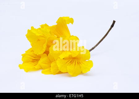 Caribbean Trumpet Tree (Tabebuia aurea) flowers on white background Stock Photo