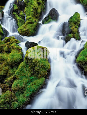 Clearwater Falls rushes over the moss covered rocks in Oregon's Umpqua National Forest and Douglas County. Stock Photo