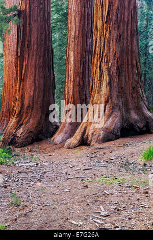 The Mariposa Grove of Giant Sequoia Trees in California’s Yosemite National Park include the Three Graces. Stock Photo