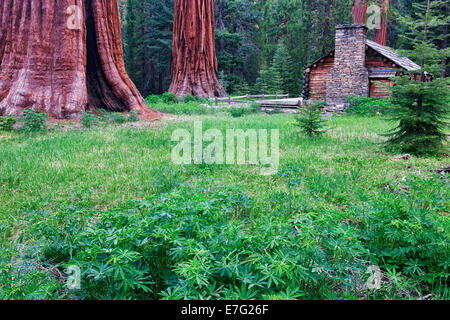 The Historic Museum Cabin was built among the Mariposa Grove of Giant Sequoias in California’s Yosemite National Park. Stock Photo
