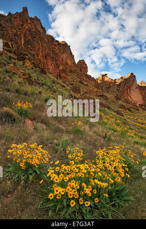 Spring bloom of balsamroot in SE Oregon's Leslie Gulch and remote Malheur County. Stock Photo