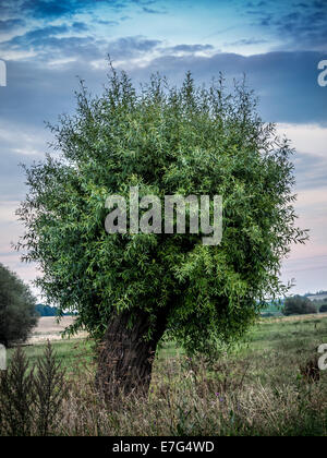 Lonely willow tree growing in the meadow Stock Photo