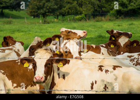 herd of frisian red brown and white cows lying in a meadow at a farm Stock Photo