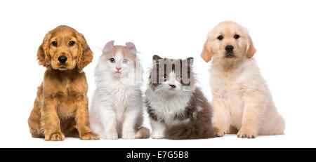 Group of pets, kitten and puppy sitting together and looking at the camera against white background Stock Photo