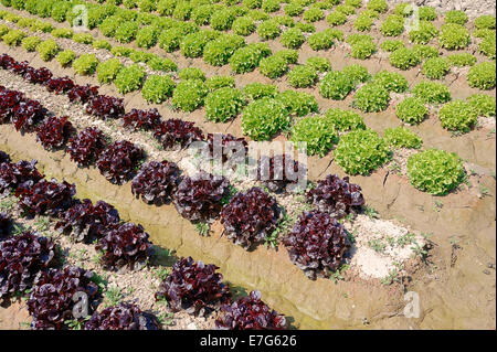 Field with Lollo Rosso and Lollo Bionda lettuce (Lactuca sativa var crispa), Bouches-du-Rhone, Provence-Alpes-Cote d'Azur Stock Photo
