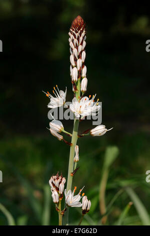 White Asphodel (Asphodelus albus), Provence, Southern France, France Stock Photo