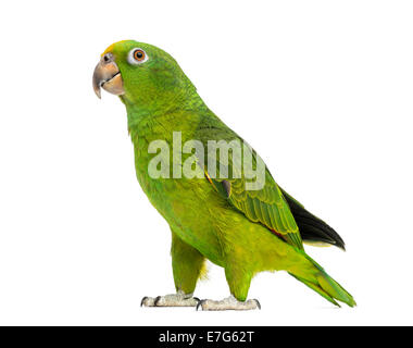 Panama Yellow-headed Amazon (5 months old) isolated on white Stock Photo