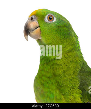 Close-up of a Panama Yellow-headed Amazon (5 months old) against white background Stock Photo