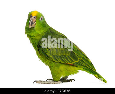 Panama Yellow-headed Amazon (5 months old) isolated on white Stock Photo