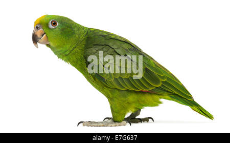 Panama Yellow-headed Amazon (5 months old) isolated on white Stock Photo