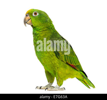 Panama Yellow-headed Amazon (5 months old) isolated on white Stock Photo