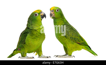 Panama Amazon and Yellow-crowned Amazon parrots isolated on white Stock Photo