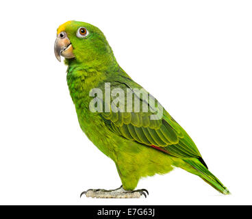 Panama Yellow-headed Amazon (5 months old) isolated on white Stock Photo