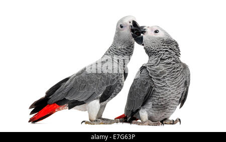 Two African Grey Parrots (3 months old) pecking against white background Stock Photo