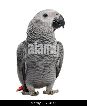 African Grey Parrot (3 months old) isolated on white Stock Photo