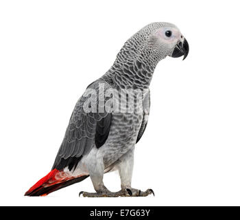 African Grey Parrot (3 months old) isolated on white Stock Photo