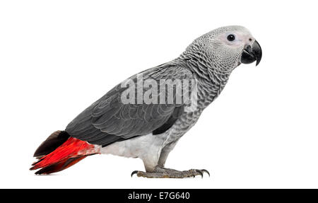 African Grey Parrot (3 months old) against white background Stock Photo