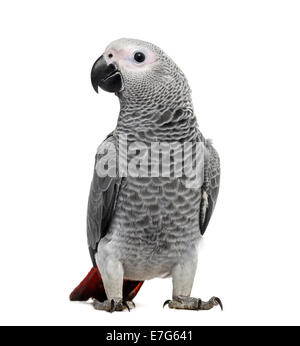 African Grey Parrot (3 months old) isolated on white Stock Photo