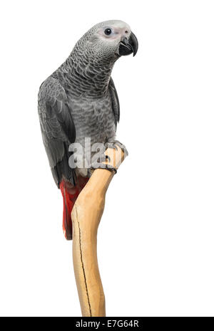 African Grey Parrot (3 months old) perched on a branch, isolated on white Stock Photo