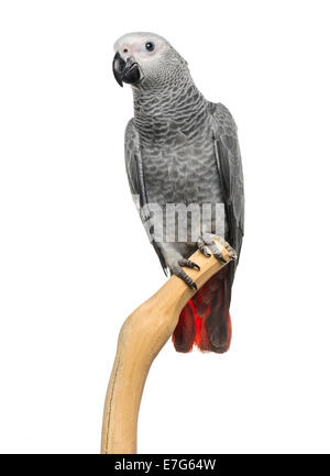 African Grey Parrot (3 months old) perched on a branch, isolated on white Stock Photo