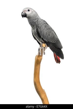 African Grey Parrot (3 months old) perched on a branch, isolated on white Stock Photo