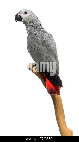 African Grey Parrot (3 months old) perched on a branch, isolated on white Stock Photo