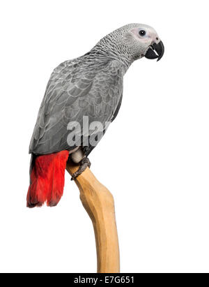 African Grey Parrot (3 months old) perched on a branch, isolated on white Stock Photo