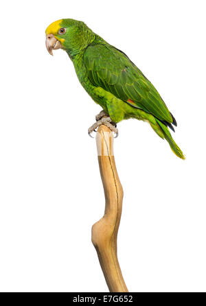 Double Yellow-headed Amazon (6 months old) perched on a branch, isolated on white Stock Photo