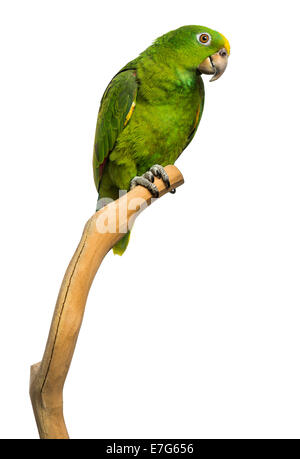 Panama Yellow-headed Amazon (5 months old) perched on a branch, isolated on white Stock Photo