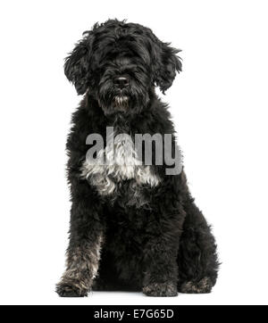 Portuguese Water Dog against a white background Stock Photo