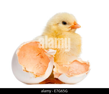 Chick - Standing - Cut Out Stock Photo - Alamy