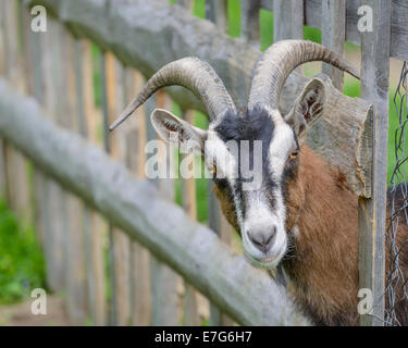 Goat looking through a wooden fence, Austria Stock Photo