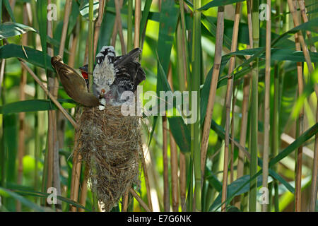 A Reed Warbler (Acrocephalus scirpaceus) takes excrement off a Cuckoo (Cuculus canorus), young bird, host bird to the Cuckoo Stock Photo