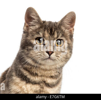 Headshot of European Shorthair (6 months old) looking at the camera, against white background Stock Photo