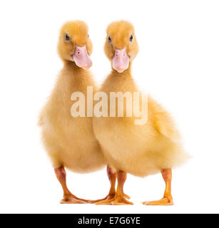 Two Ducklings (7 days old) in front of white background Stock Photo