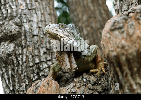 Green Iguana (Iguana iguana), adult, sitting on a tree, Guayaquil, Guayas Province, Ecuador Stock Photo
